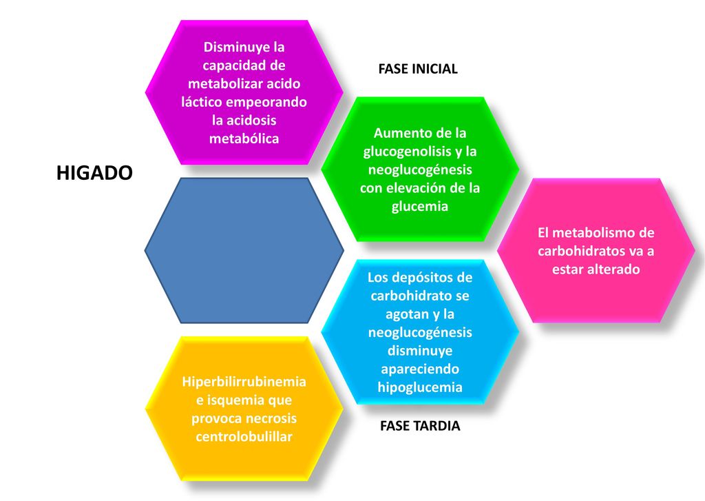 Disminuye la capacidad de metabolizar acido láctico empeorando la acidosis metabólica