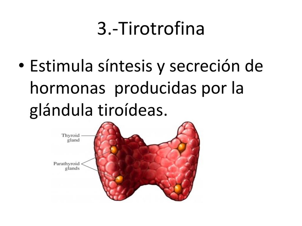 3.-Tirotrofina Estimula síntesis y secreción de hormonas producidas por la glándula tiroídeas.