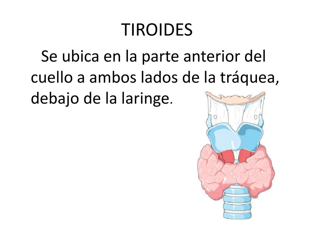 TIROIDES Se ubica en la parte anterior del cuello a ambos lados de la tráquea, debajo de la laringe.
