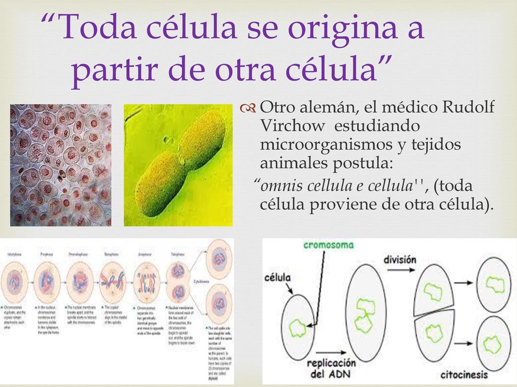 Toda célula se origina a partir de otra célula
