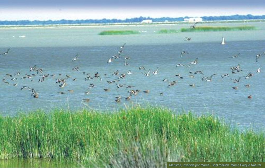Marisma, invadida por marea. Tidal marsch. Marca Parque Natural.