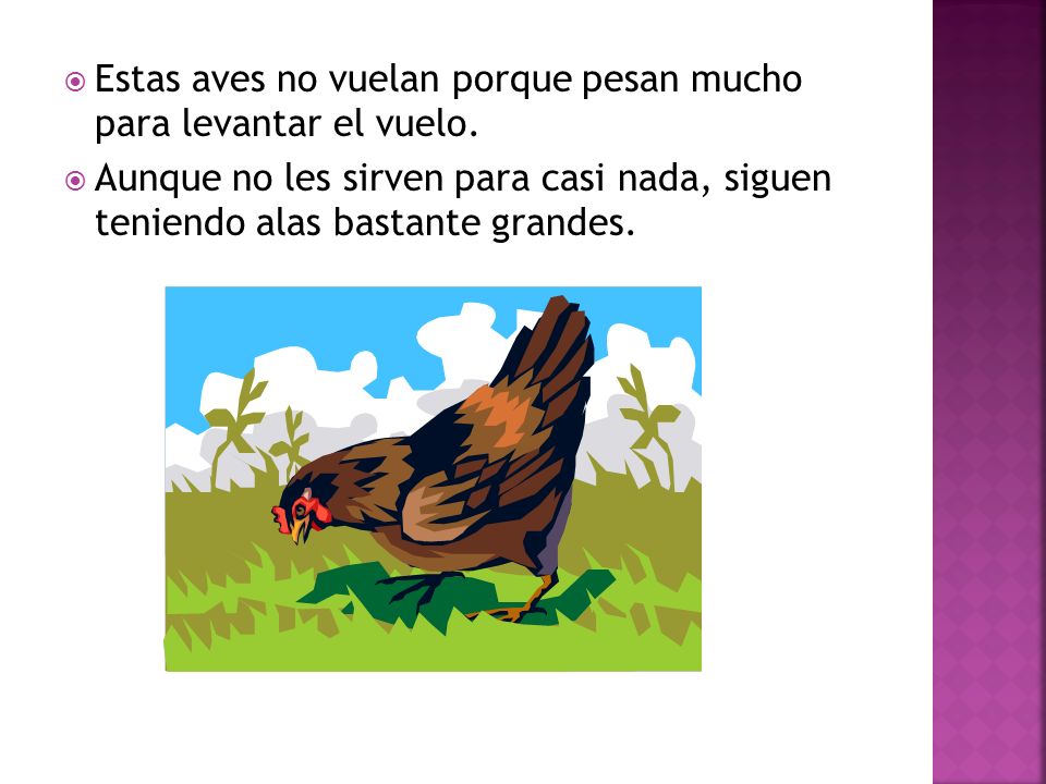 Estas aves no vuelan porque pesan mucho para levantar el vuelo.