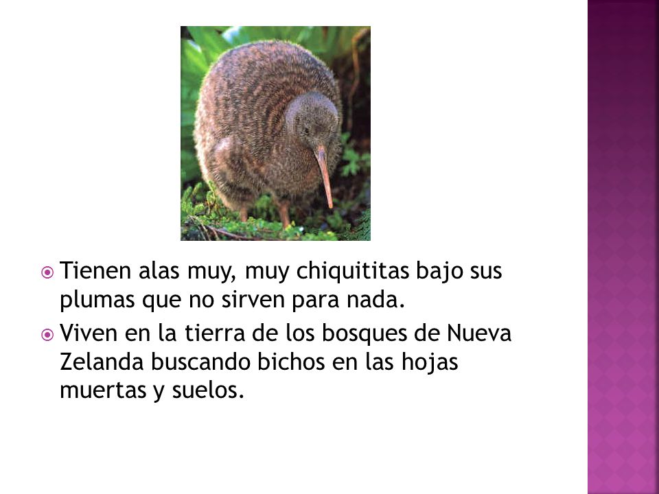 Tienen alas muy, muy chiquititas bajo sus plumas que no sirven para nada.