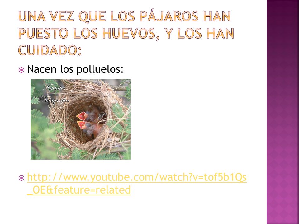 UNA VEZ QUE LOS PÁJAROS HAN PUESTO LOS HUEVOS, Y LOS HAN CUIDADO: