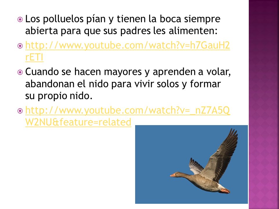 Los polluelos pían y tienen la boca siempre abierta para que sus padres les alimenten: