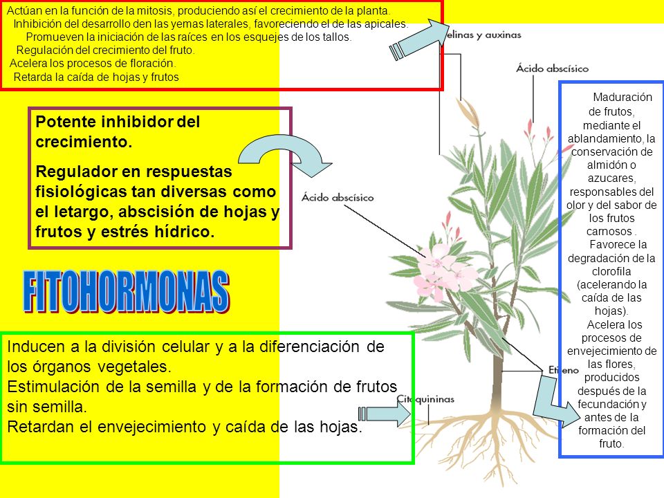 Actúan en la función de la mitosis, produciendo así el crecimiento de la planta.