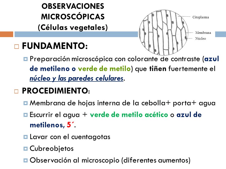 OBSERVACIONES MICROSCÓPICAS (Células vegetales)
