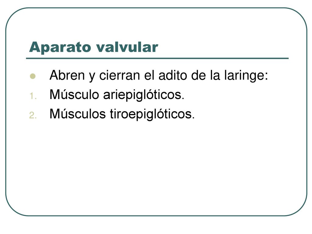 Aparato valvular Abren y cierran el adito de la laringe: