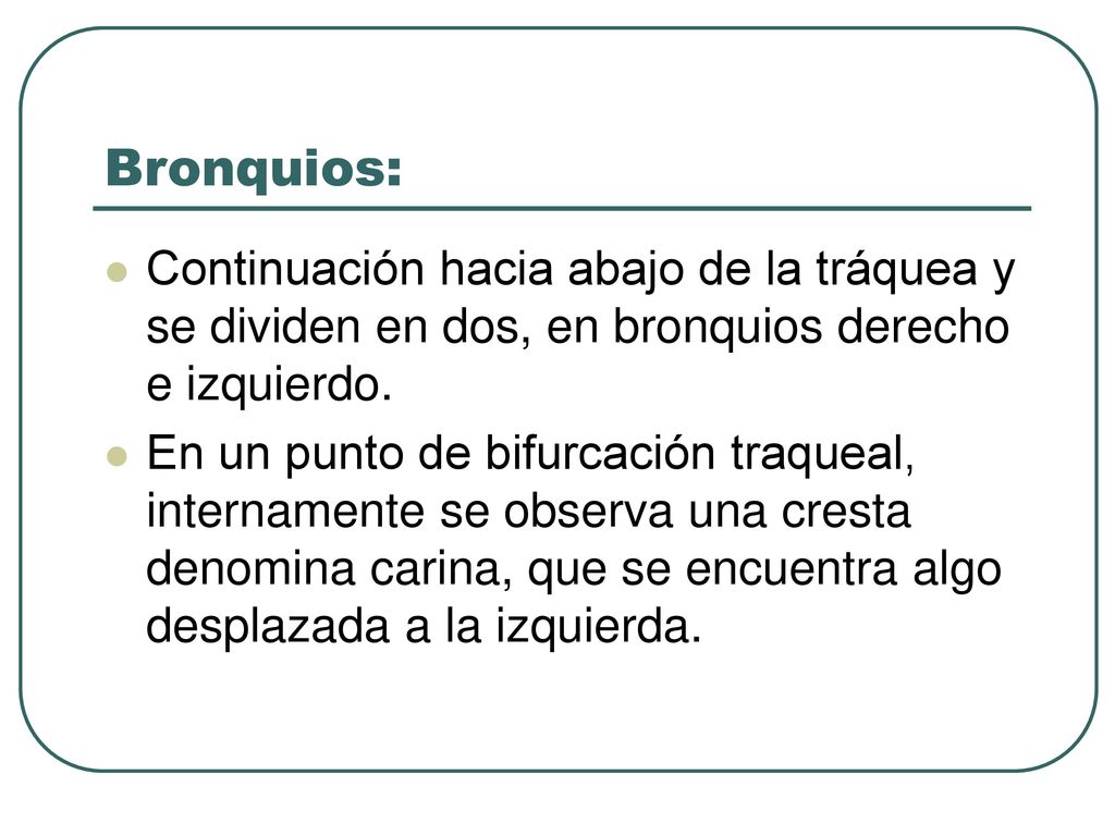 Bronquios: Continuación hacia abajo de la tráquea y se dividen en dos, en bronquios derecho e izquierdo.