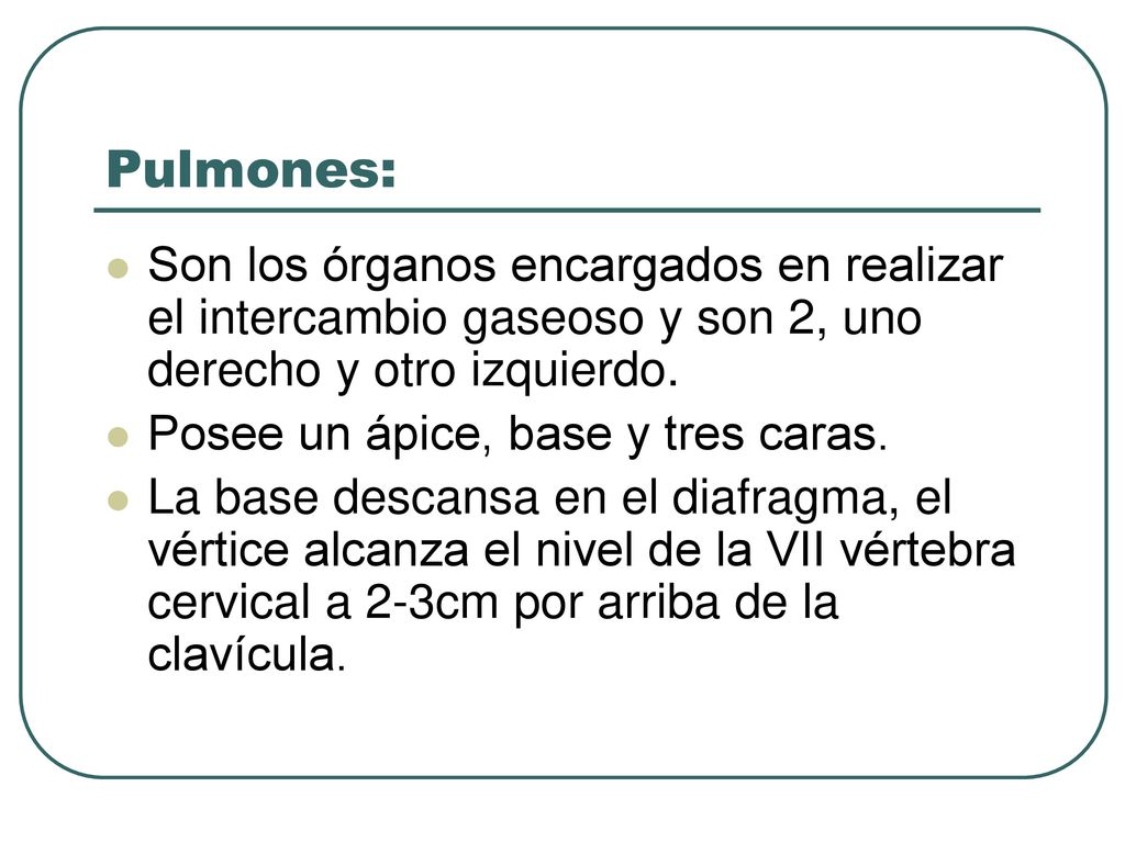 Pulmones: Son los órganos encargados en realizar el intercambio gaseoso y son 2, uno derecho y otro izquierdo.