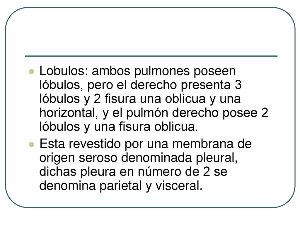 Lobulos: ambos pulmones poseen lóbulos, pero el derecho presenta 3 lóbulos y 2 fisura una oblicua y una horizontal, y el pulmón derecho posee 2 lóbulos y una fisura oblicua.