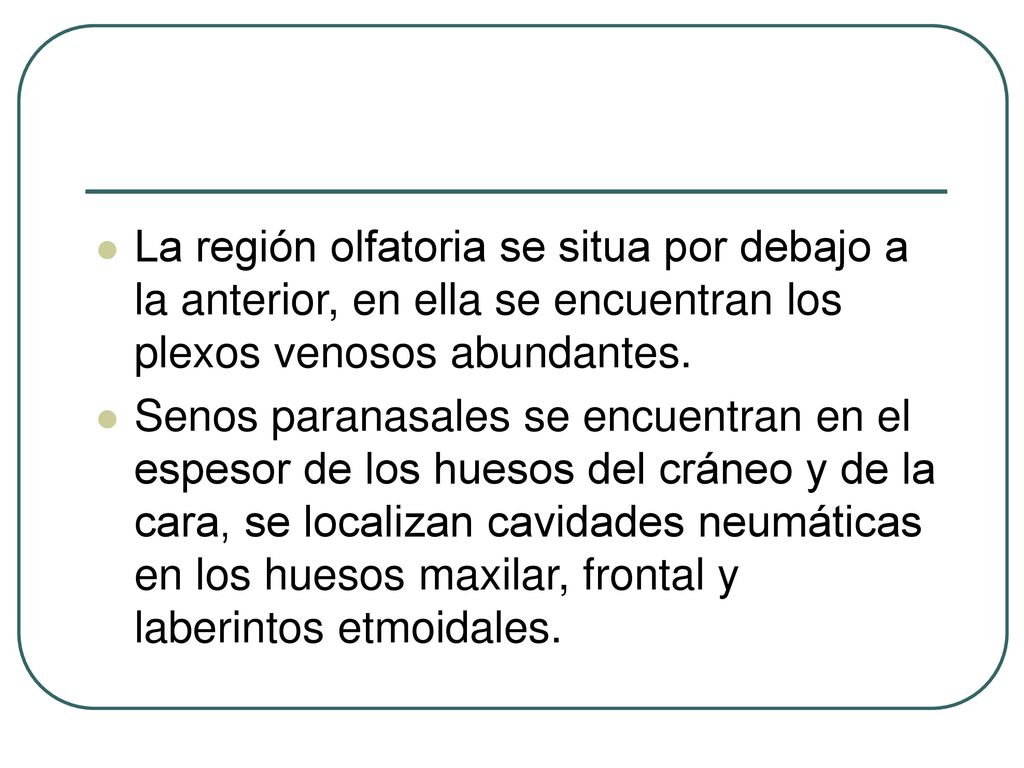 La región olfatoria se situa por debajo a la anterior, en ella se encuentran los plexos venosos abundantes.