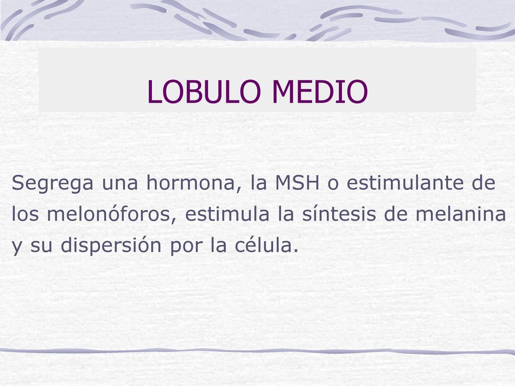 LOBULO MEDIO Segrega una hormona, la MSH o estimulante de los melonóforos, estimula la síntesis de melanina y su dispersión por la célula.