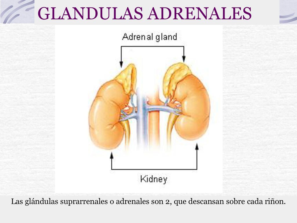 GLANDULAS ADRENALES Las glándulas suprarrenales o adrenales son 2, que descansan sobre cada riñon.