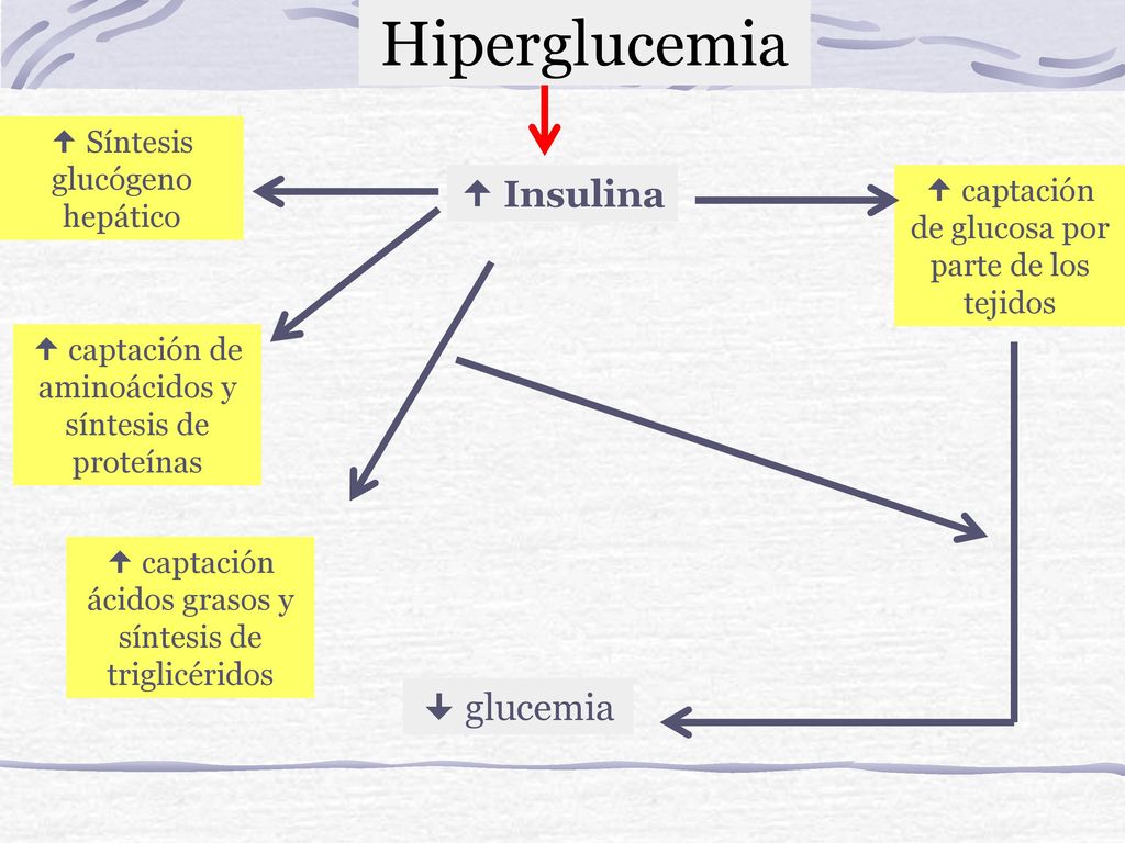 Hiperglucemia  Insulina  glucemia  Síntesis glucógeno hepático