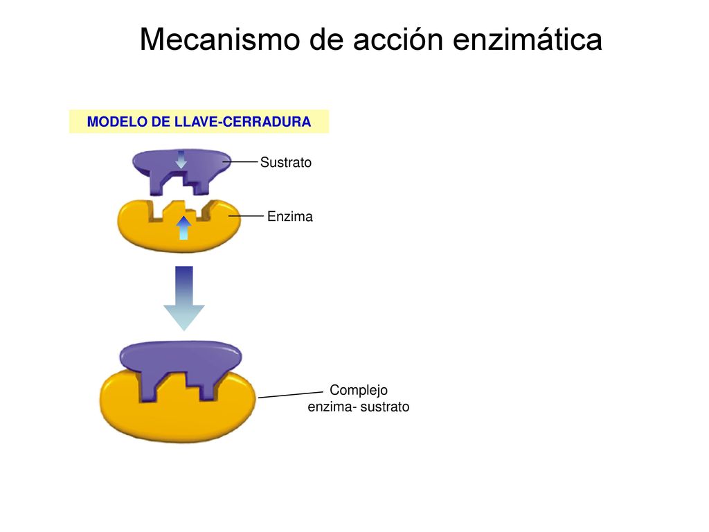 TEMA 12 METABOLISMO CELULAR. - Ppt Descargar