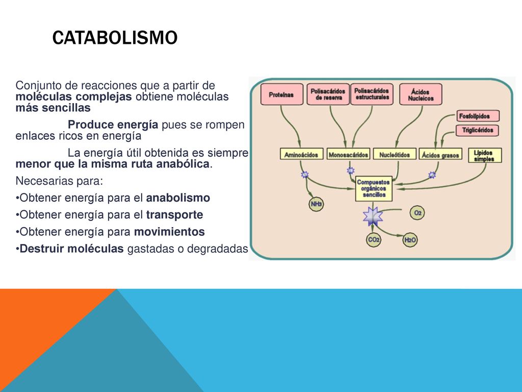 catabolismo Conjunto de reacciones que a partir de moléculas complejas obtiene moléculas más sencillas.