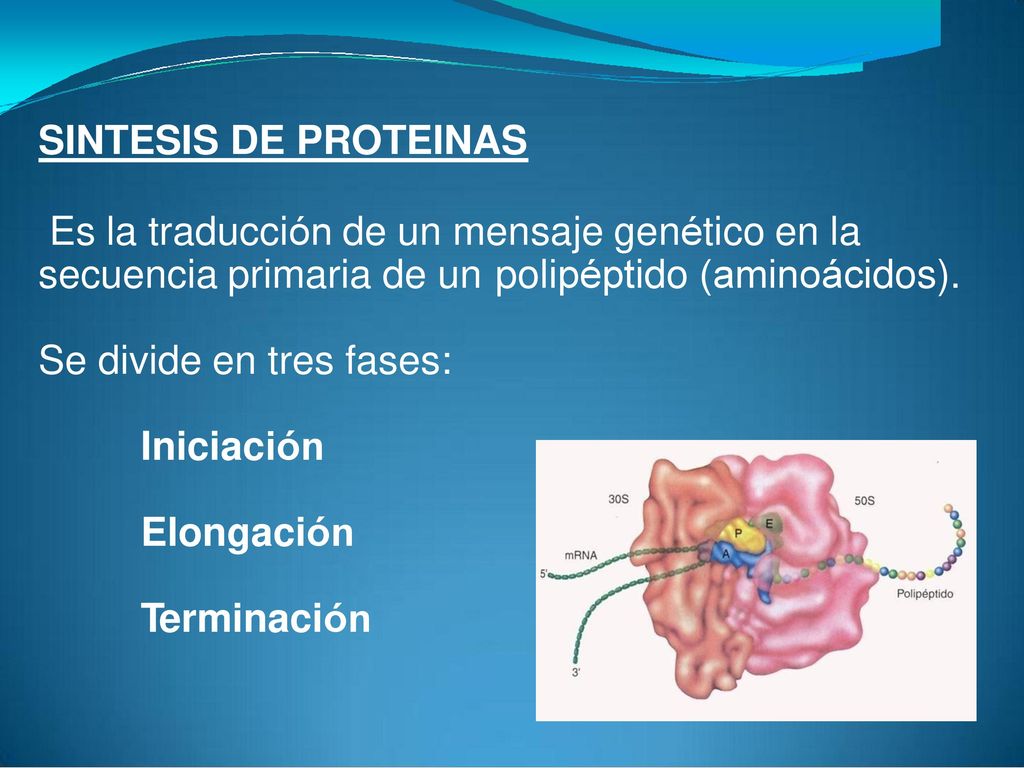 SINTESIS DE PROTEINAS Es la traducción de un mensaje genético en la. secuencia primaria de un. polipéptido.