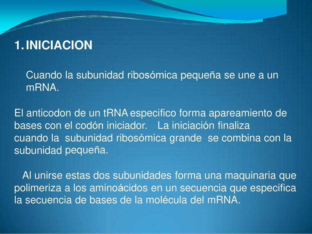 1. INICIACION Cuando la subunidad ribosómica pequeña se une a un mRNA.