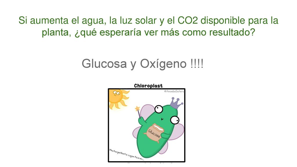Si aumenta el agua, la luz solar y el CO2 disponible para la planta, ¿qué esperaría ver más como resultado