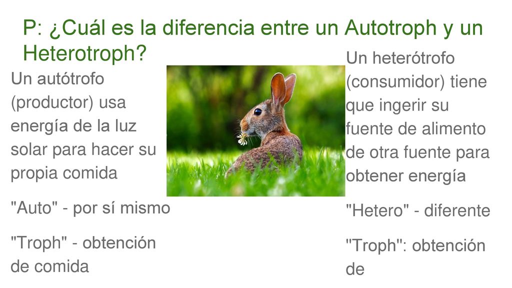P: ¿Cuál es la diferencia entre un Autotroph y un Heterotroph