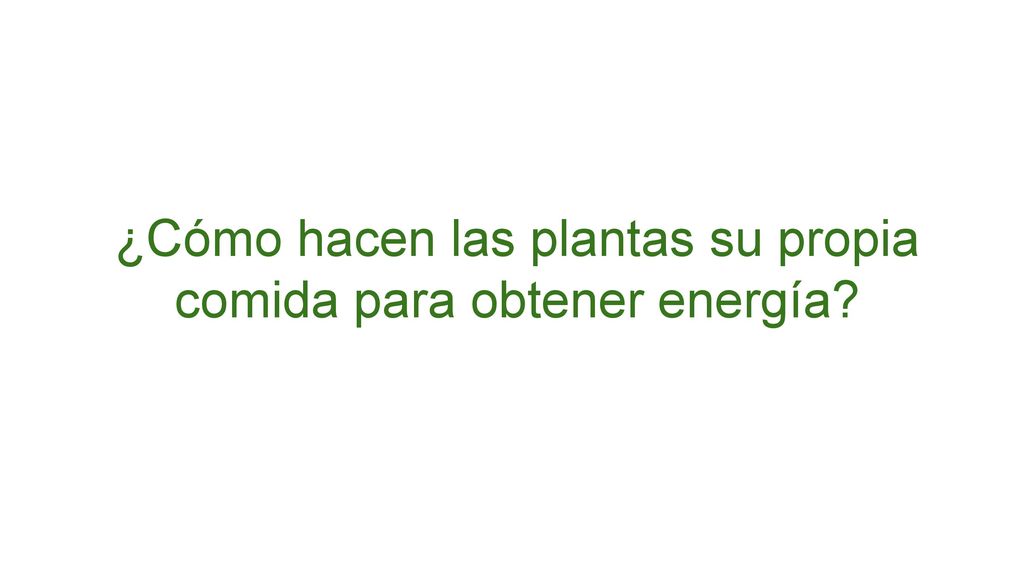 ¿Cómo hacen las plantas su propia comida para obtener energía