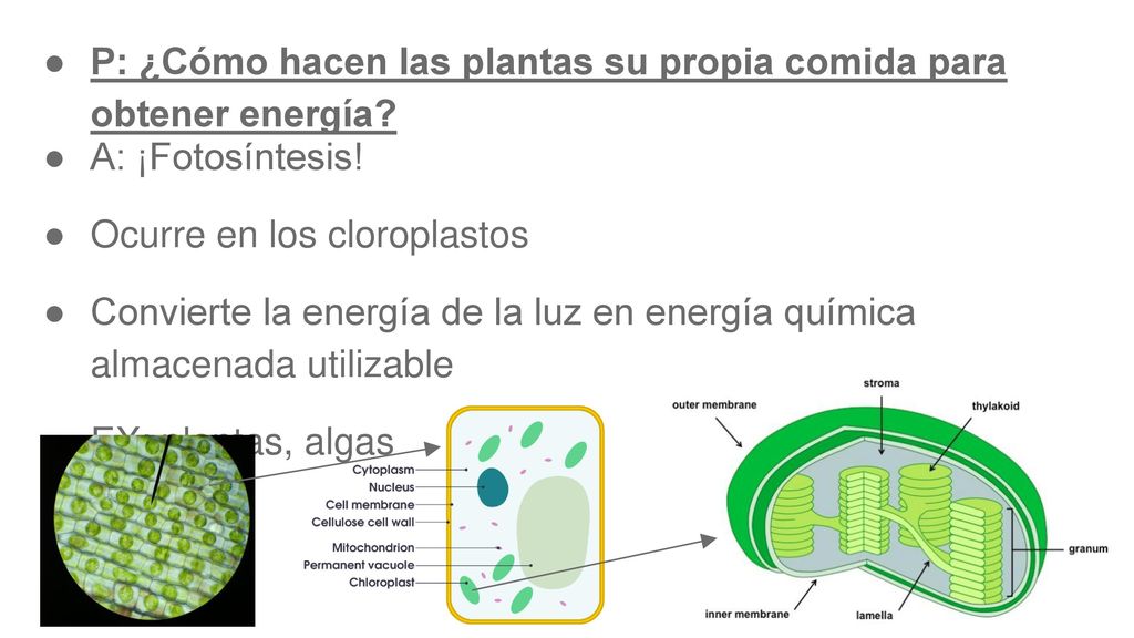 P: ¿Cómo hacen las plantas su propia comida para obtener energía