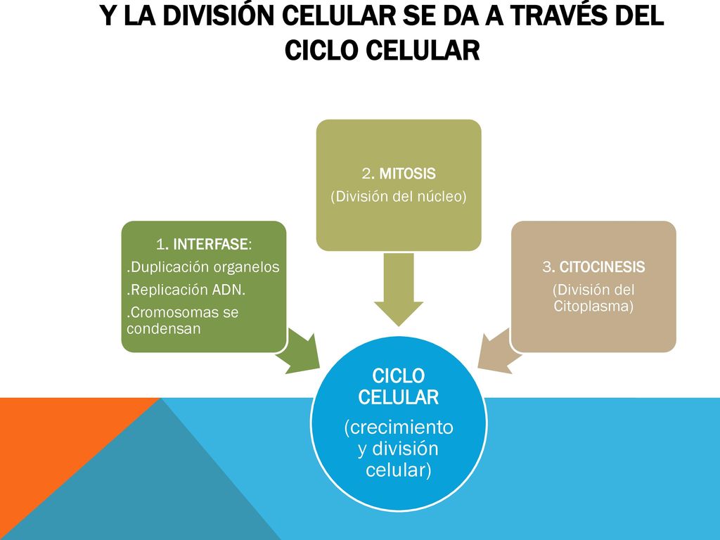 Y LA DIVISIÓN CELULAR SE DA A TRAVÉS DEL CICLO CELULAR