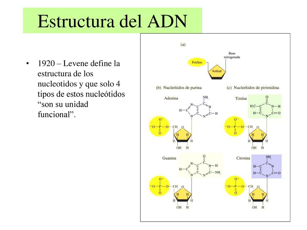 Estructura del ADN 1920 – Levene define la estructura de los nucleotidos y que solo 4 tipos de estos nucleótidos son su unidad funcional .