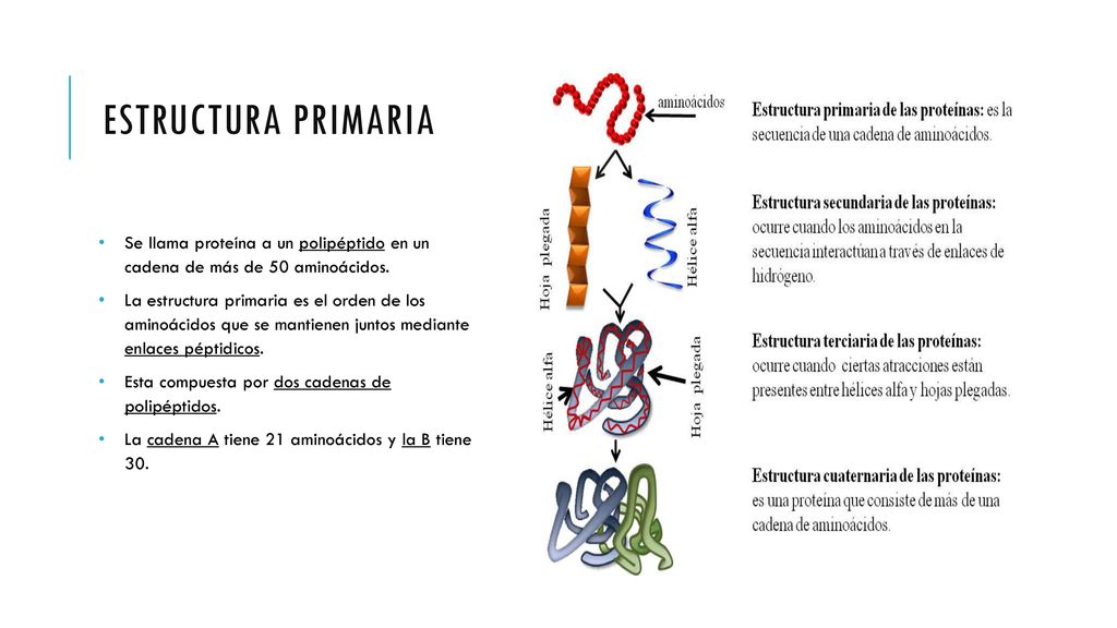 Estructura primaria Se llama proteína a un polipéptido en un cadena de más de 50 aminoácidos.