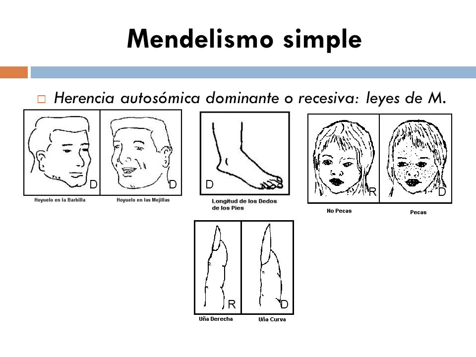 Mendelismo simple Herencia autosómica dominante o recesiva: leyes de M. D D D R D R D