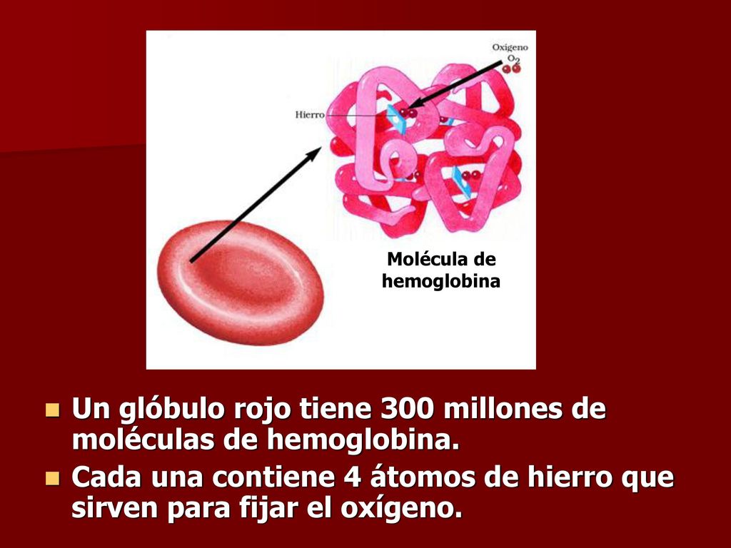 Un glóbulo rojo tiene 300 millones de moléculas de hemoglobina.