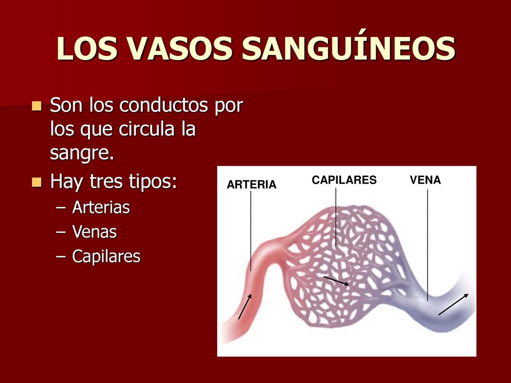 LOS VASOS SANGUÍNEOS Son los conductos por los que circula la sangre.