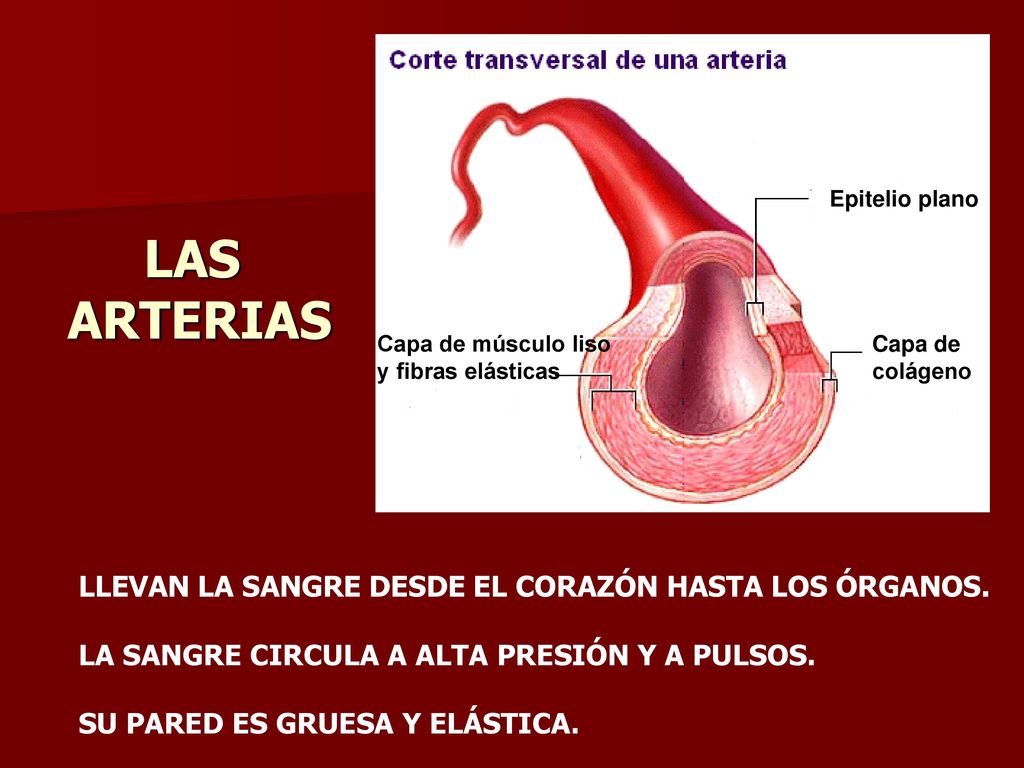 LAS ARTERIAS LLEVAN LA SANGRE DESDE EL CORAZÓN HASTA LOS ÓRGANOS.