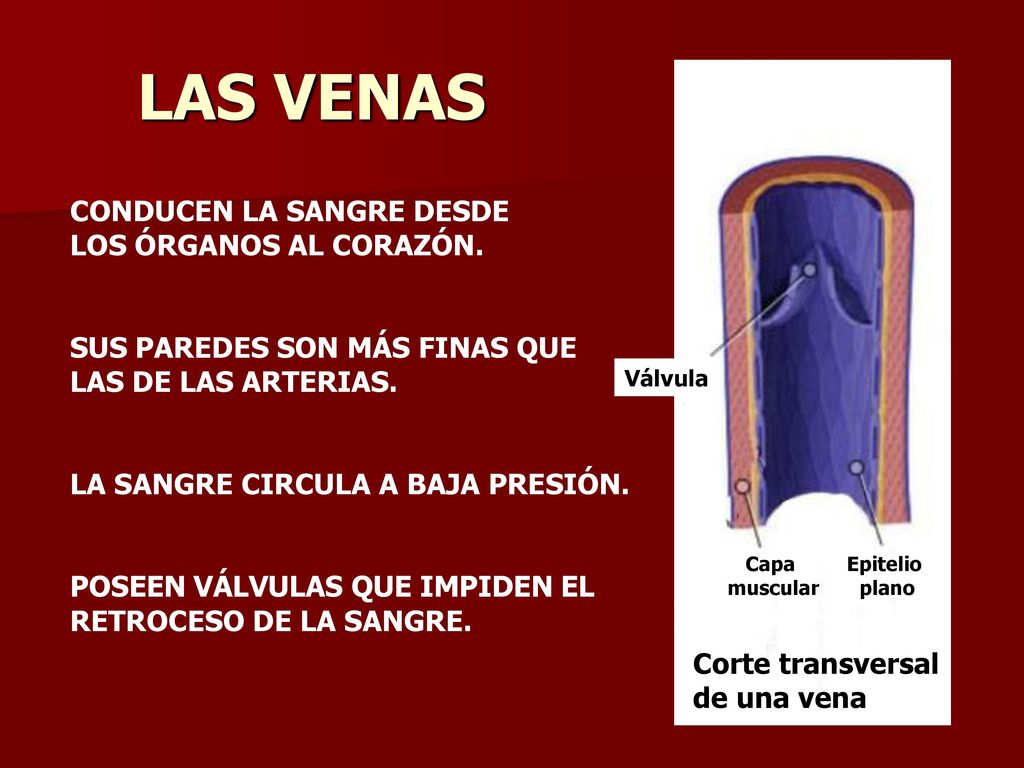 LAS VENAS CONDUCEN LA SANGRE DESDE LOS ÓRGANOS AL CORAZÓN.