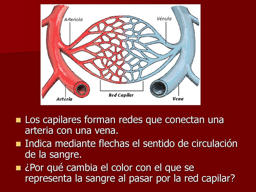 Los capilares forman redes que conectan una arteria con una vena.