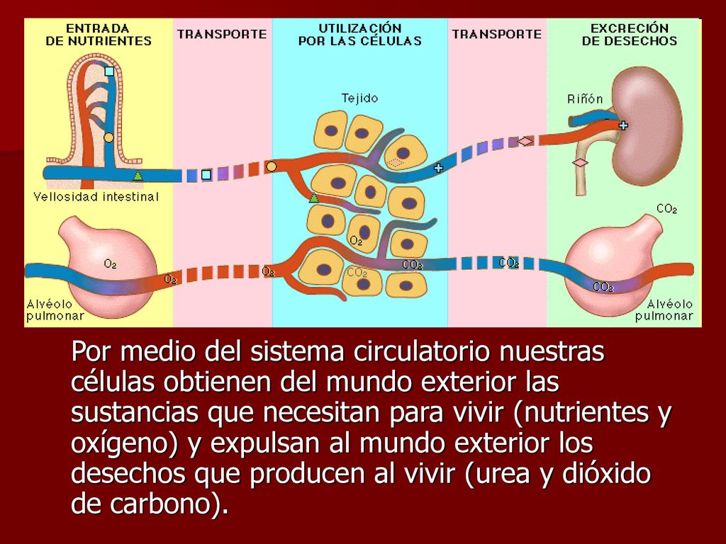 Por medio del sistema circulatorio nuestras células obtienen del mundo exterior las sustancias que necesitan para vivir (nutrientes y oxígeno) y expulsan al mundo exterior los desechos que producen al vivir (urea y dióxido de carbono).