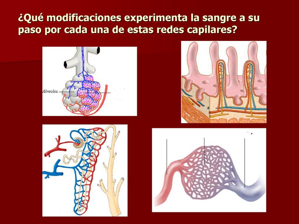 ¿Qué modificaciones experimenta la sangre a su paso por cada una de estas redes capilares