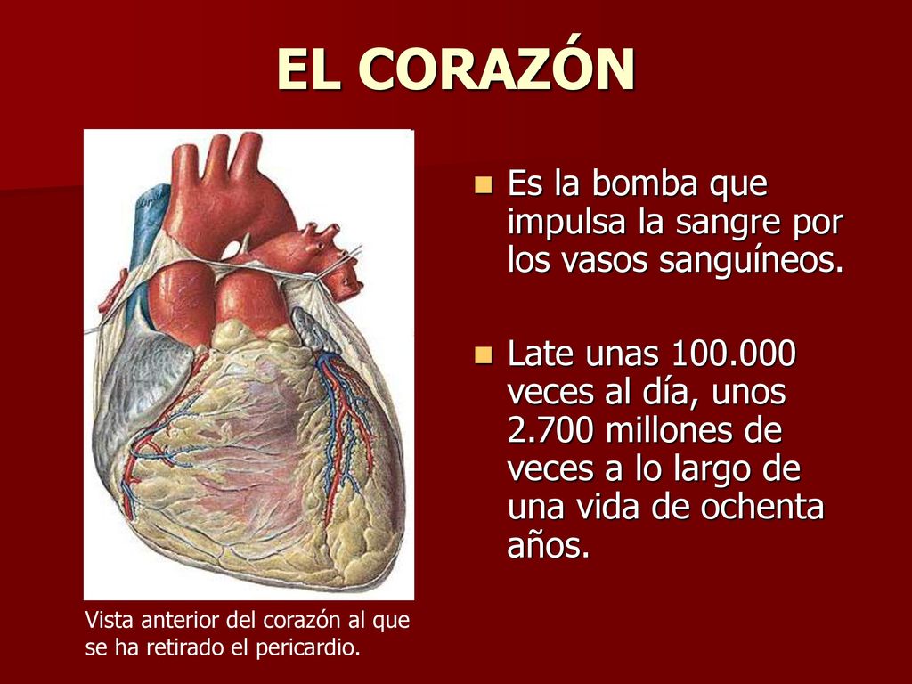 EL CORAZÓN Es la bomba que impulsa la sangre por los vasos sanguíneos.