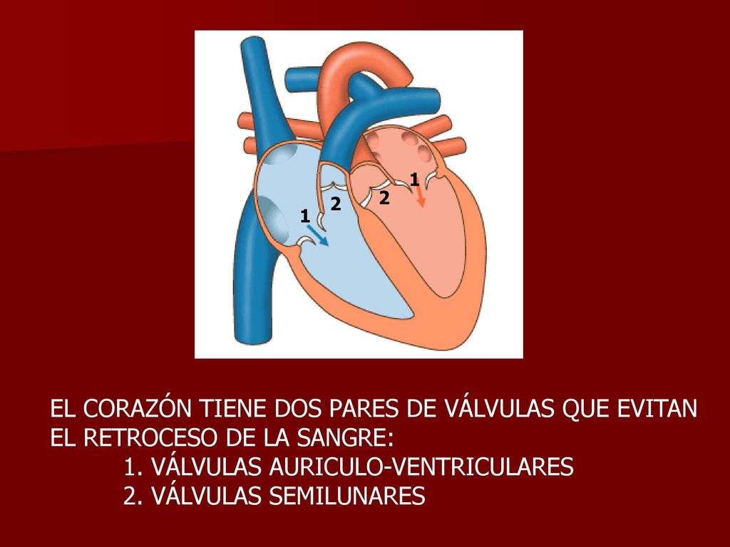 EL CORAZÓN TIENE DOS PARES DE VÁLVULAS QUE EVITAN