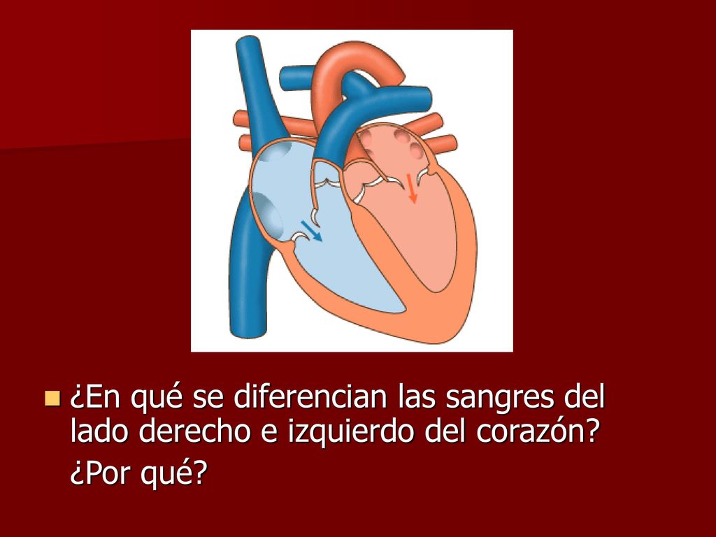 ¿En qué se diferencian las sangres del lado derecho e izquierdo del corazón
