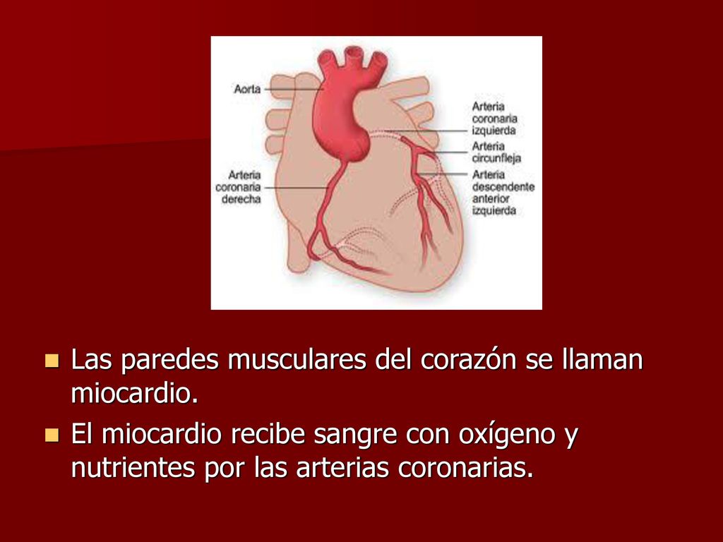 Las paredes musculares del corazón se llaman miocardio.