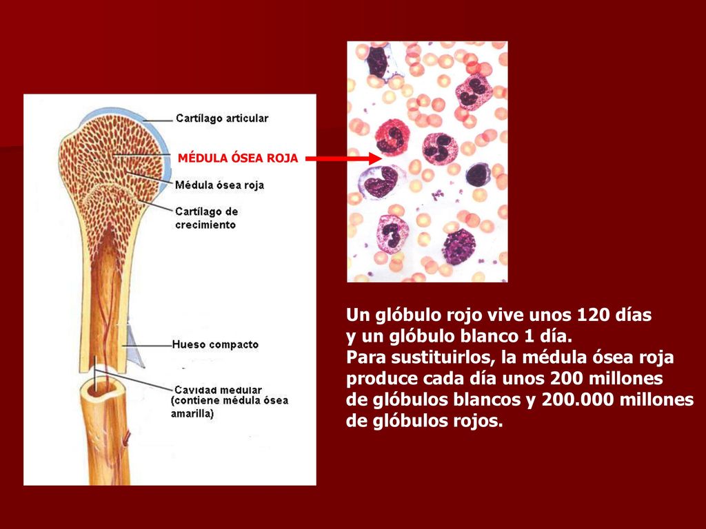 Un glóbulo rojo vive unos 120 días y un glóbulo blanco 1 día.