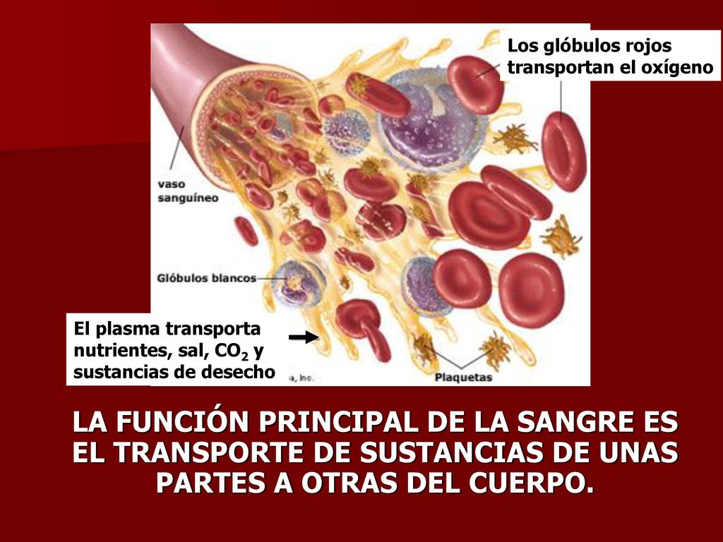 Los glóbulos rojos transportan el oxígeno. El plasma transporta. nutrientes, sal, CO2 y. sustancias de desecho.