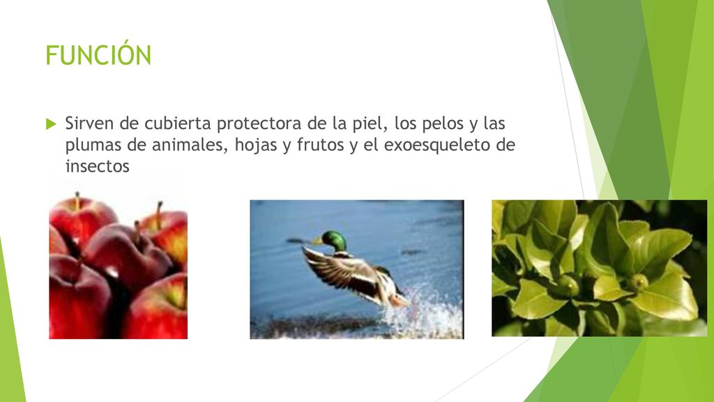 FUNCIÓN Sirven de cubierta protectora de la piel, los pelos y las plumas de animales, hojas y frutos y el exoesqueleto de insectos.