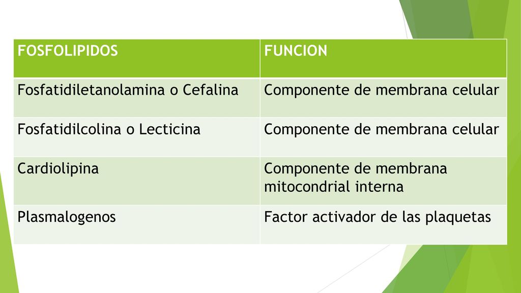 FOSFOLIPIDOS FUNCION. Fosfatidiletanolamina o Cefalina. Componente de membrana celular. Fosfatidilcolina o Lecticina.
