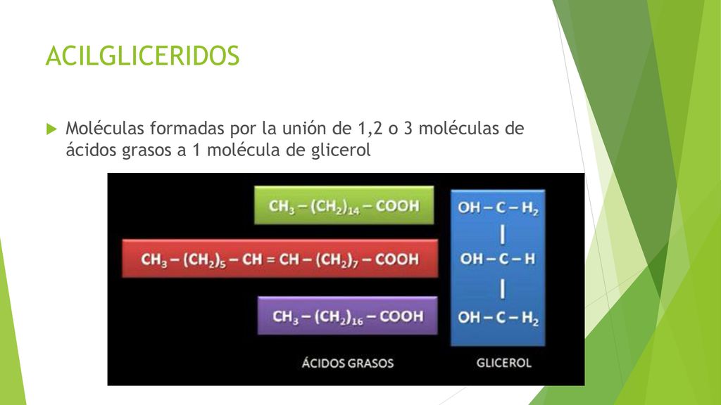 ACILGLICERIDOS Moléculas formadas por la unión de 1,2 o 3 moléculas de ácidos grasos a 1 molécula de glicerol.
