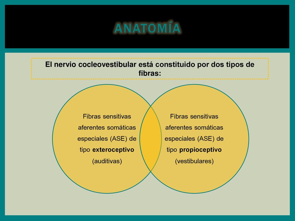 El nervio cocleovestibular está constituido por dos tipos de fibras: