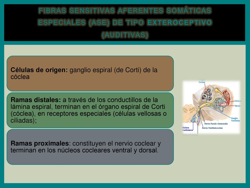 Fibras sensitivas aferentes somáticas especiales (ASE) de tipo exteroceptivo (auditivas)