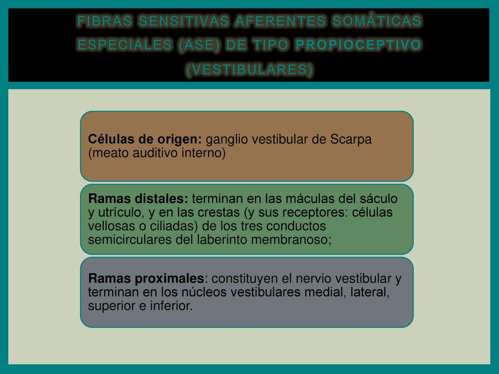 Fibras sensitivas aferentes somáticas especiales (ASE) de tipo propioceptivo (vestibulares)